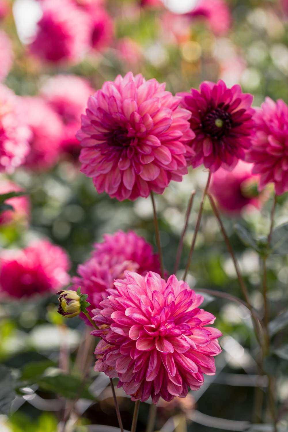 Dahlia 'Bacardi'